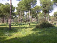 Bosque piñonero